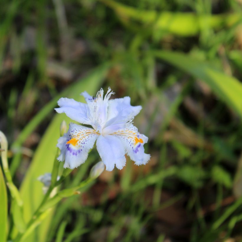 Iris japonica - Gefranste Schwertlilie (Blüte)