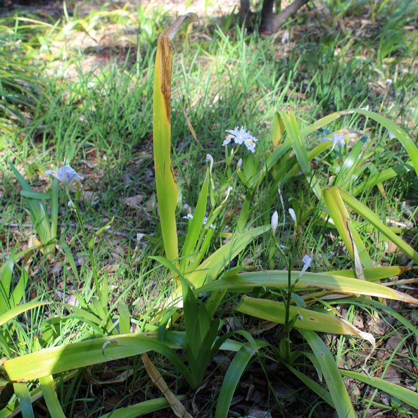 Iris japonica - Gefranste Schwertlilie (Hafen)