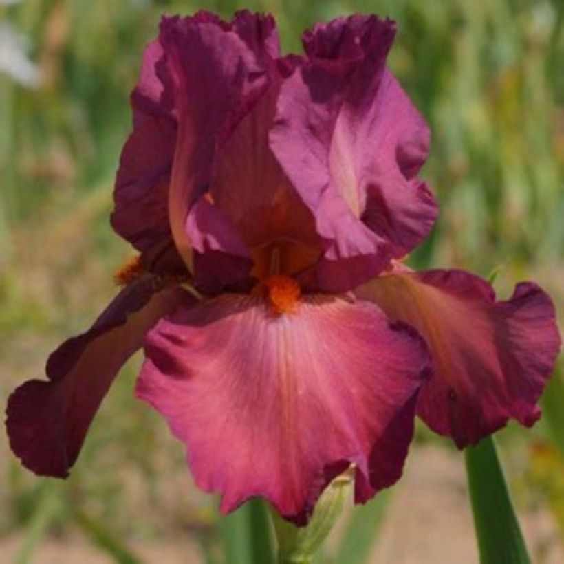 Iris Lady Friend - Schwertlilie (Blüte)