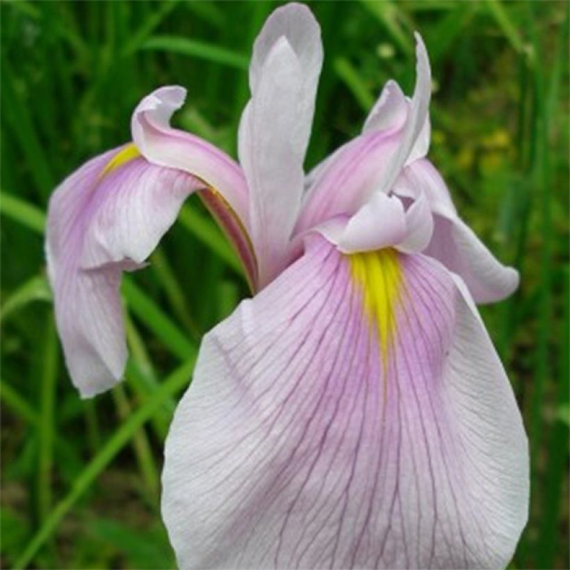 Iris laevigata Queen Victoria - Asiatische Sumpf-Schwertlilie (Blüte)