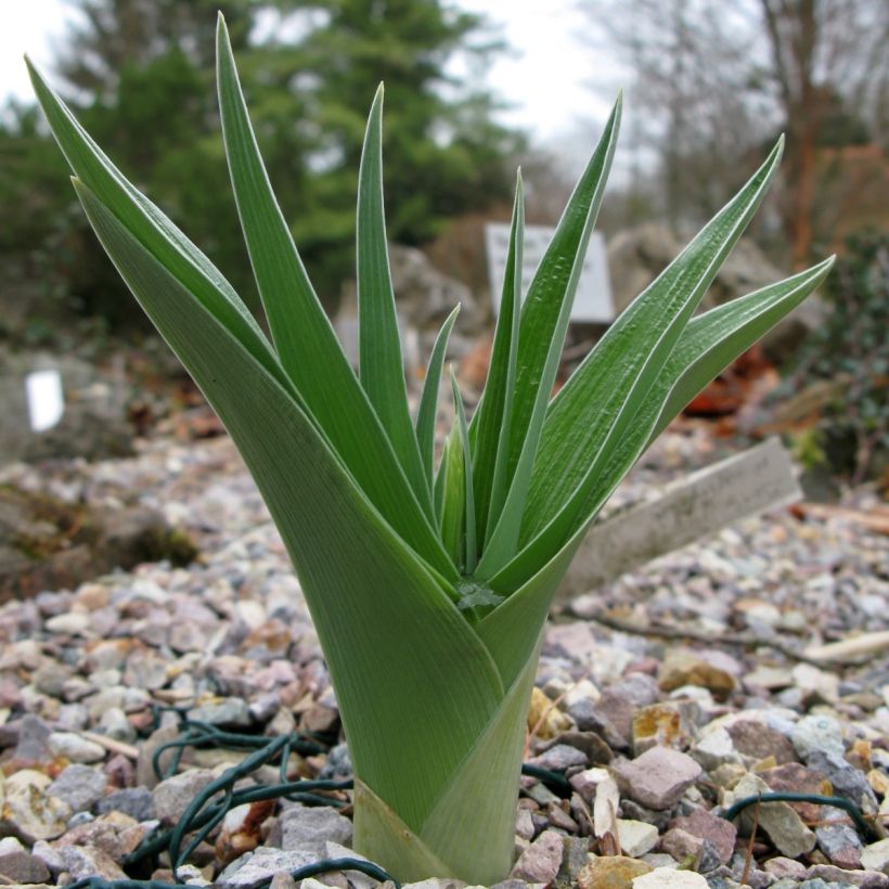 Iris magnifica alba - Großartige Schwertlilie (Laub)