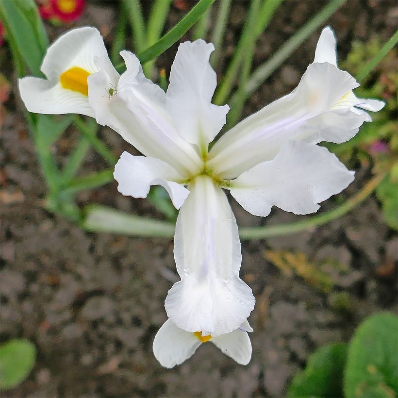 Iris magnifica alba - Großartige Schwertlilie (Blüte)