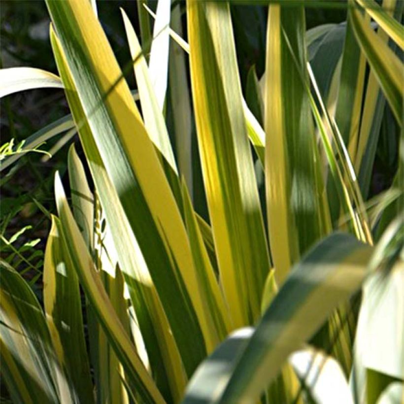 Iris pallida Variegata - Bleiche Schwertlilie (Laub)