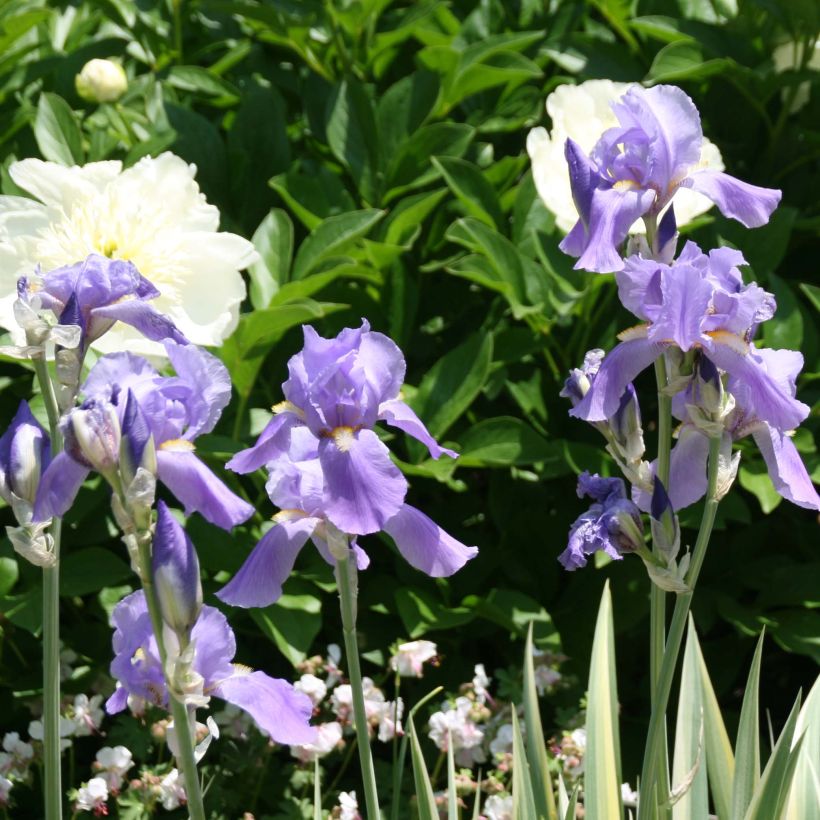 Iris pallida Variegata - Bleiche Schwertlilie (Blüte)