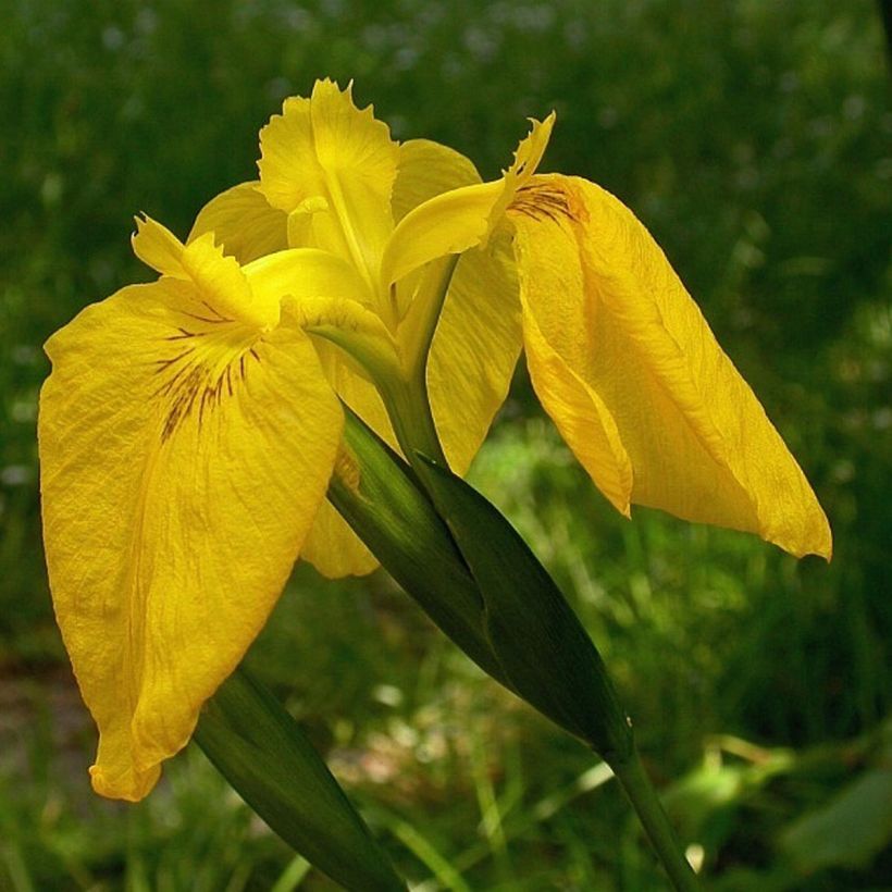 Iris pseudacorus Variegata - Gelbe Sumpf-Schwertlilie (Blüte)