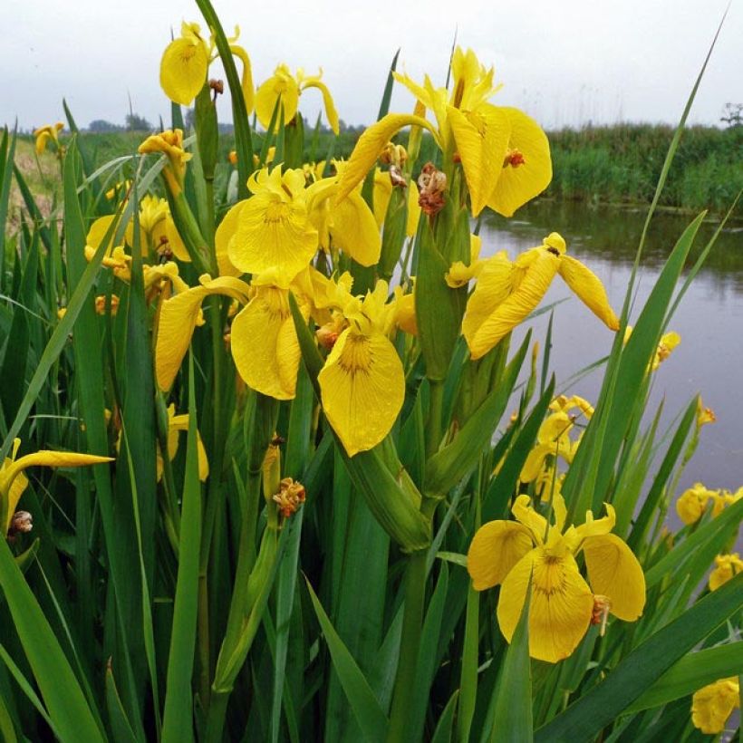 Iris pseudacorus - Gelbe Sumpf-Schwertlilie (Laub)