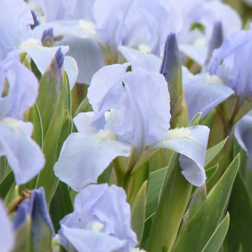 Iris pumila Azurea - Kleine Schwertlilie (Blüte)