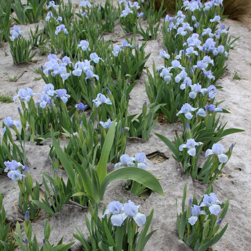 Iris pumila Azurea - Kleine Schwertlilie (Hafen)