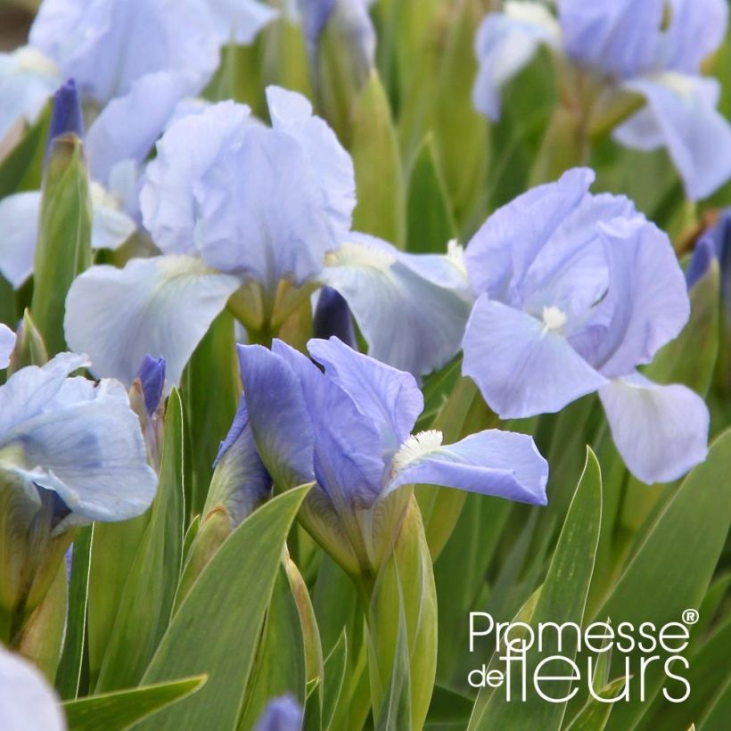 Iris pumila Blue Denim - Kleine Schwertlilie (Blüte)