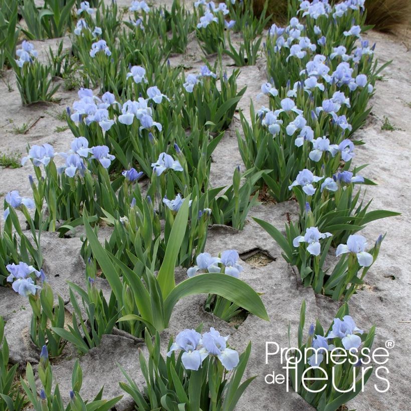 Iris pumila Blue Denim - Kleine Schwertlilie (Hafen)