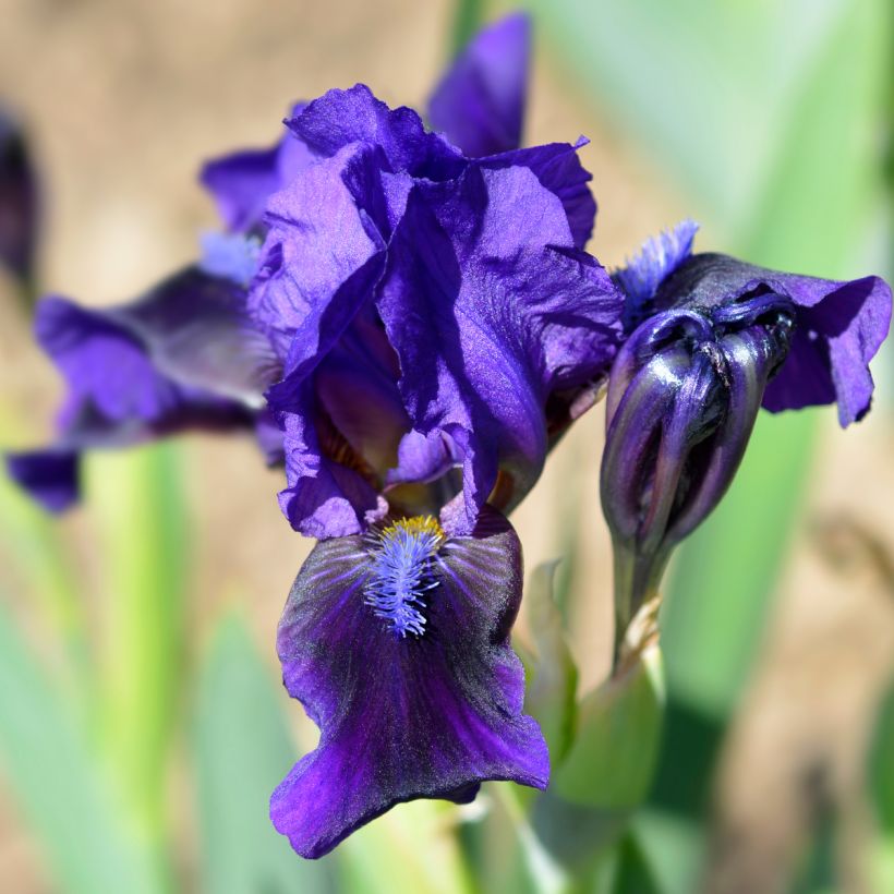 Iris pumila Brannigan - Kleine Schwertlilie (Blüte)