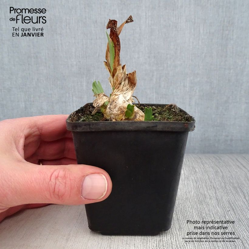 Exemplar von Iris pumila Brassie - Iris nain ou de rocaille Rhizome ou godet wie im Winter geliefert