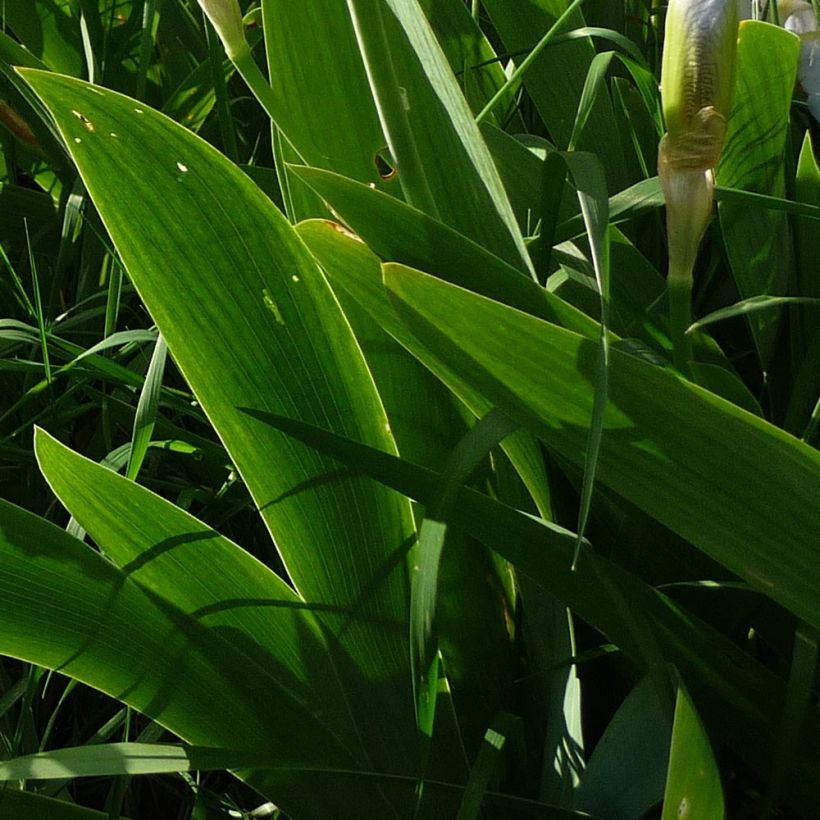 Iris pumila Bright White - Kleine Schwertlilie (Laub)