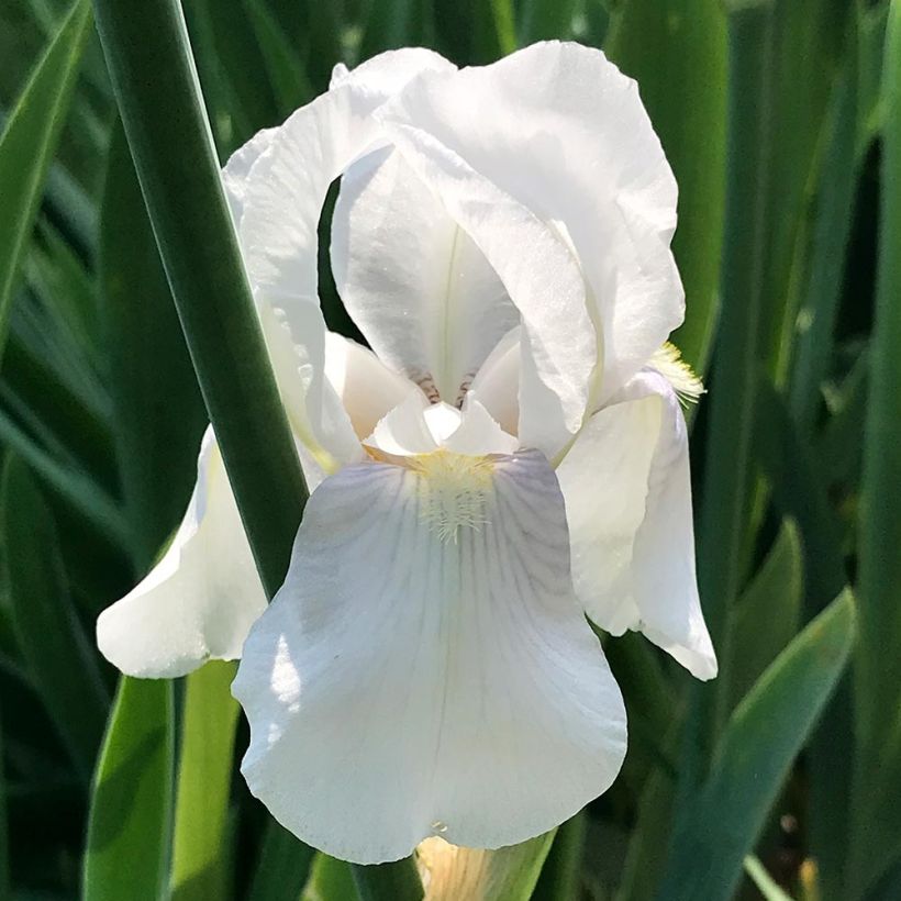 Iris pumila Bright White - Kleine Schwertlilie (Blüte)