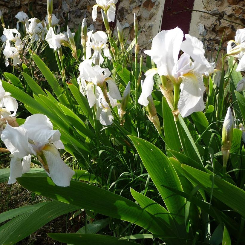 Iris pumila Bright White - Kleine Schwertlilie (Hafen)