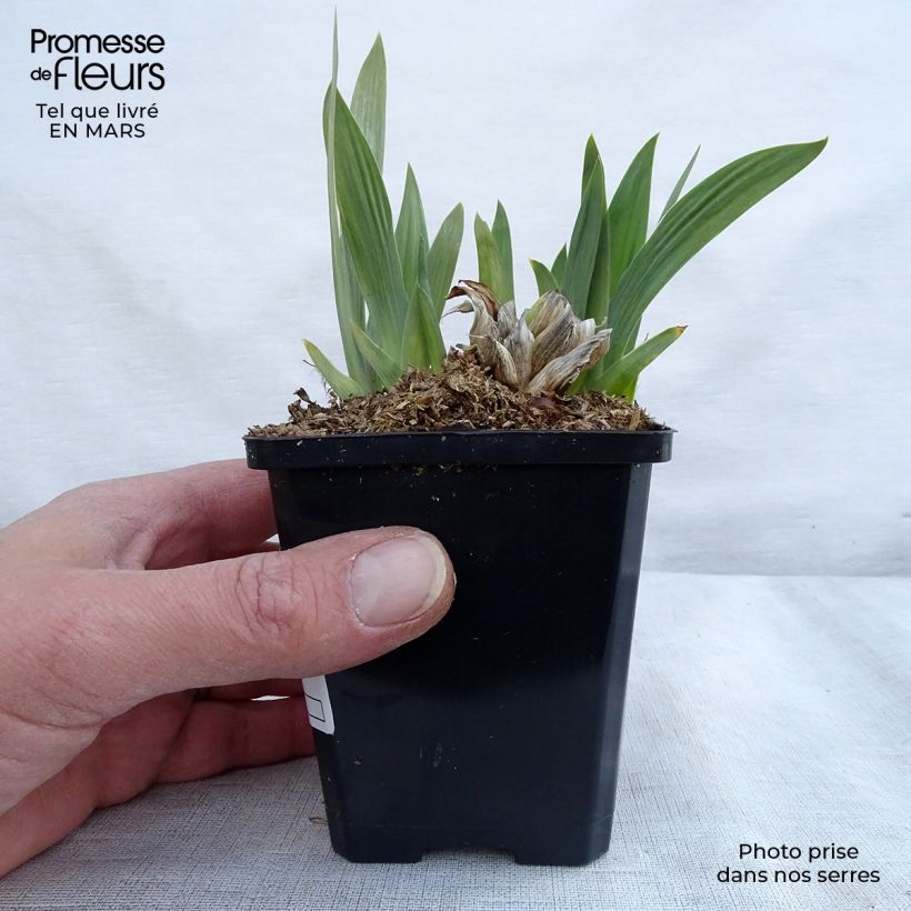 Exemplar von Iris pumila Bright White - Iris des Jardins nain Godet de 9cm wie im Winter geliefert