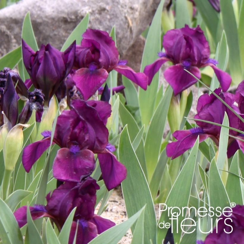 Iris pumila Cherry Garden - Kleine Schwertlilie (Laub)