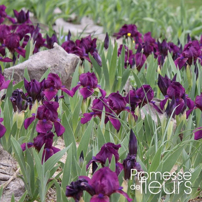 Iris pumila Cherry Garden - Kleine Schwertlilie (Hafen)