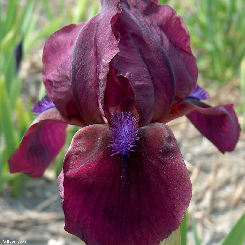 Iris pumila Cherry Garden - Kleine Schwertlilie (Blüte)