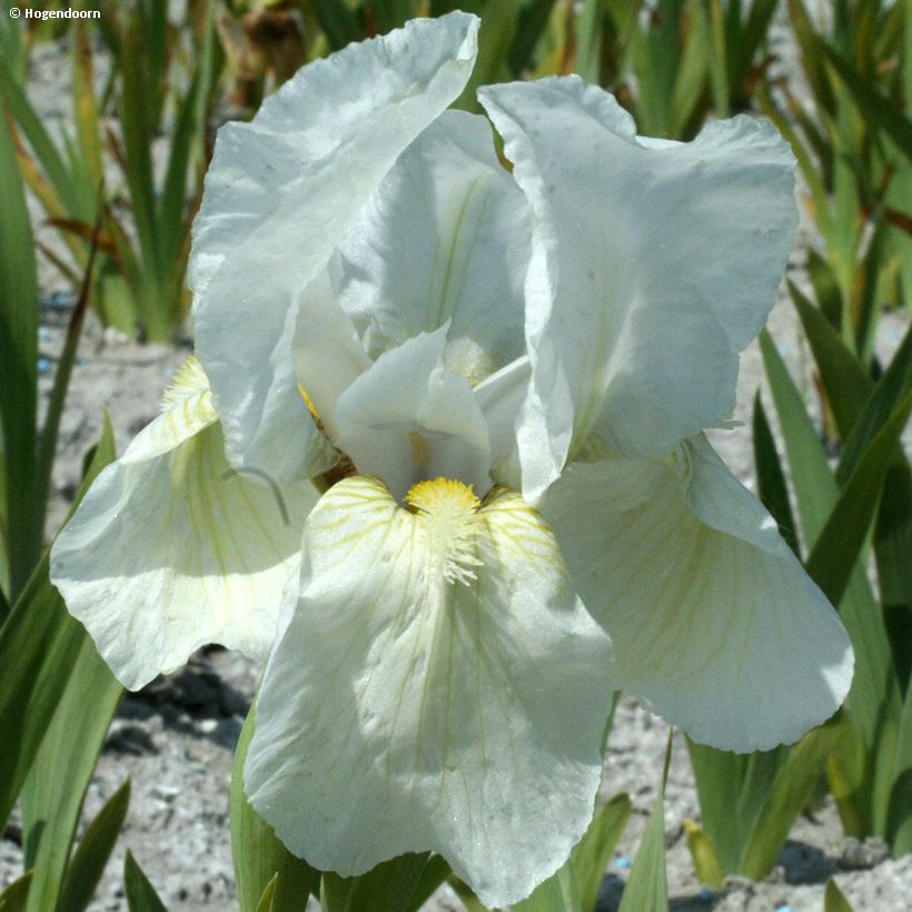 Iris pumila Dream Stuff - Kleine Schwertlilie (Blüte)