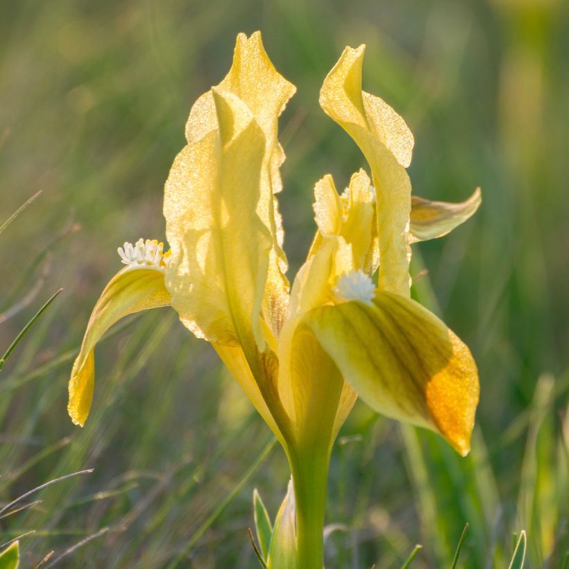 Iris pumila Yellow - Kleine Schwertlilie (Blüte)