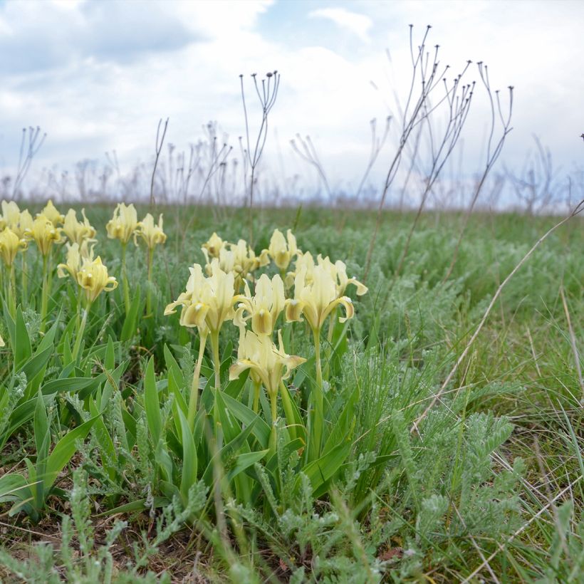 Iris pumila Yellow - Kleine Schwertlilie (Hafen)