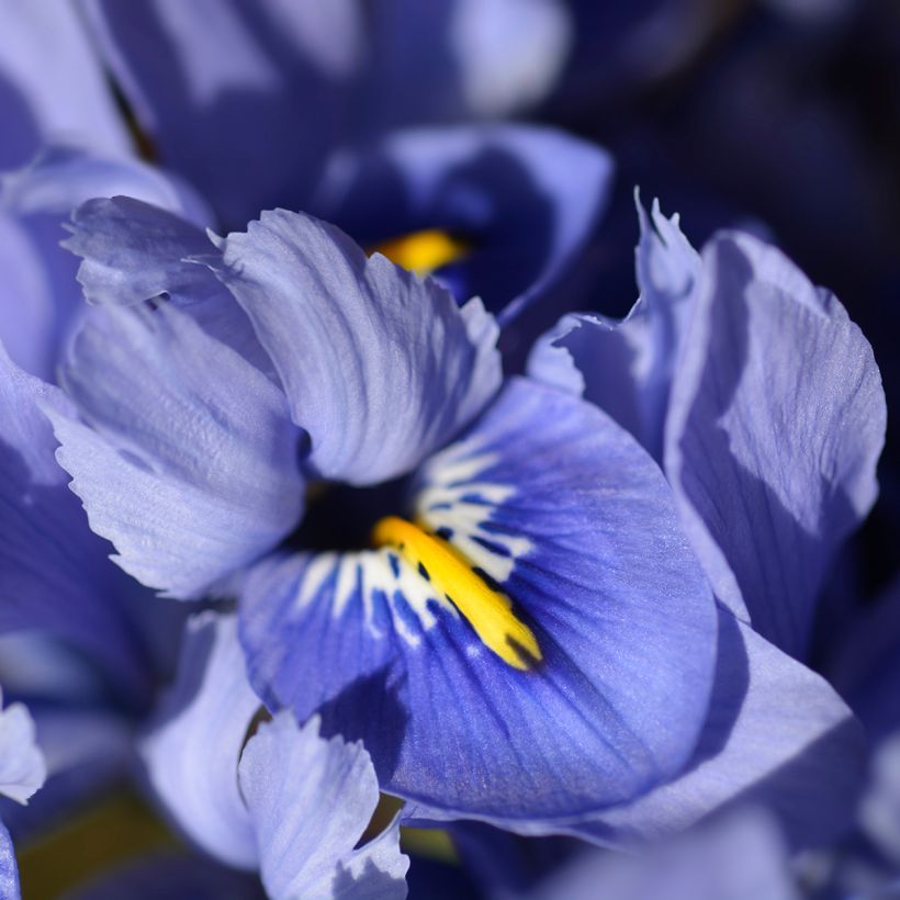 Iris reticulata Alida - Netzblatt-Schwertlilie (Blüte)