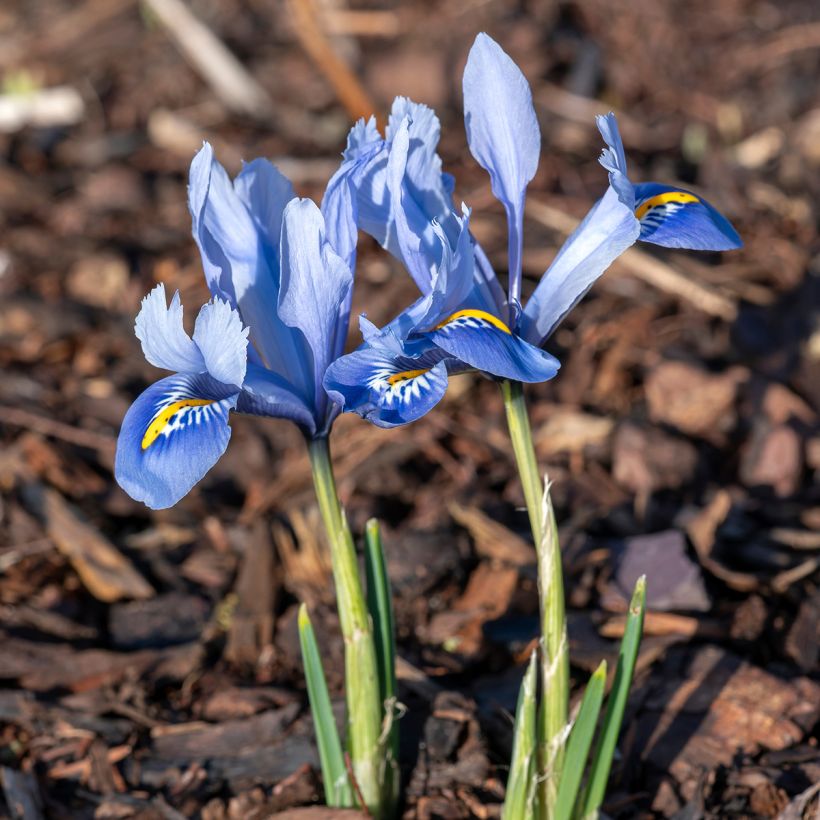 Iris reticulata Alida - Netzblatt-Schwertlilie (Hafen)