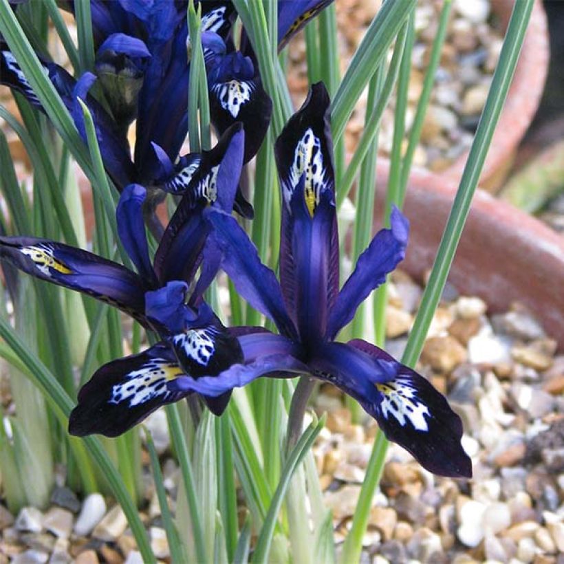 Iris reticulata Blue Note - Netzblatt-Schwertlilie (Blüte)