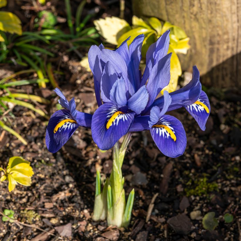 Iris reticulata Harmony - Netzblatt-Schwertlilie (Hafen)