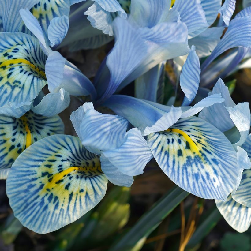 Iris reticulata Katharina Hodgkin - Netzblatt-Schwertlilie (Blüte)