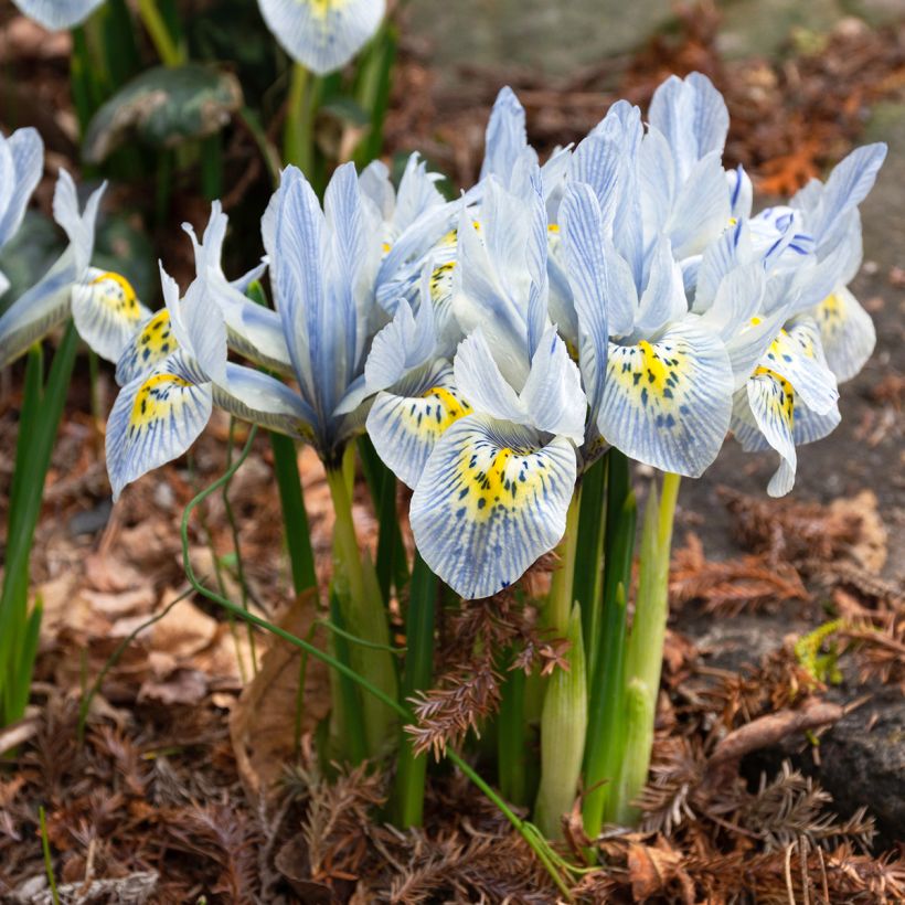 Iris reticulata Katharina Hodgkin - Netzblatt-Schwertlilie (Hafen)