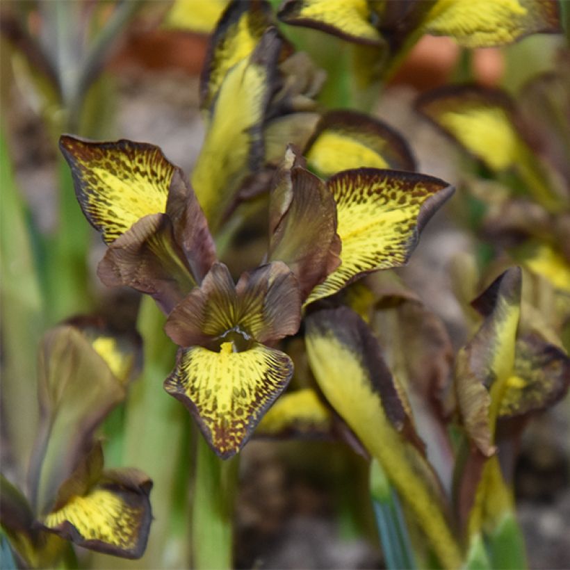 Iris reticulata Mars Landing - Netzblatt-Schwertlilie (Blüte)