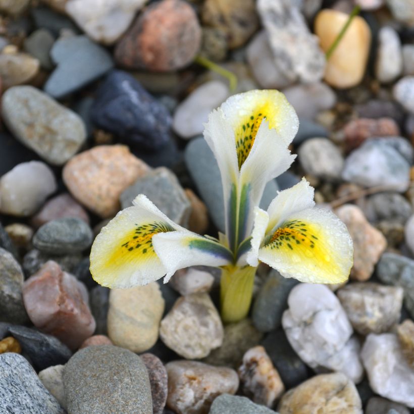 Iris reticulata North Star - Netzblatt-Schwertlilie (Blüte)