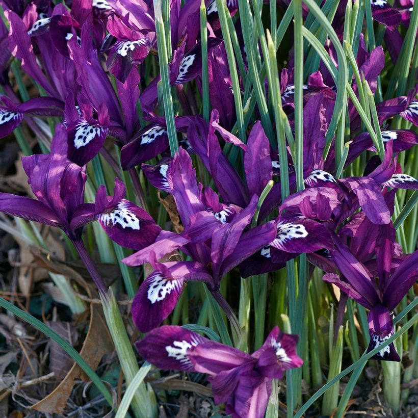 Iris reticulata Pauline - Iris réticulé (Hafen)