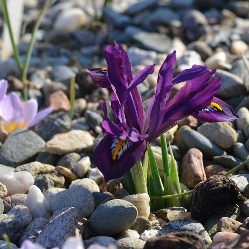 Iris reticulata Scent Sational - Netzblatt-Schwertlilie (Hafen)