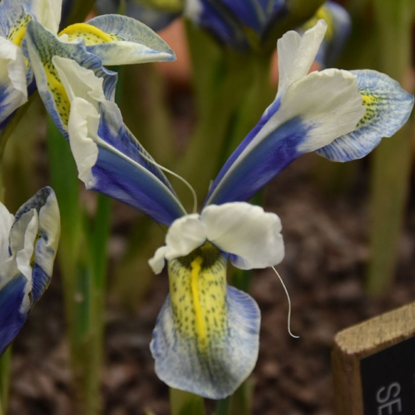 Iris reticulata Sea Breeze - Netzblatt-Schwertlilie (Blüte)