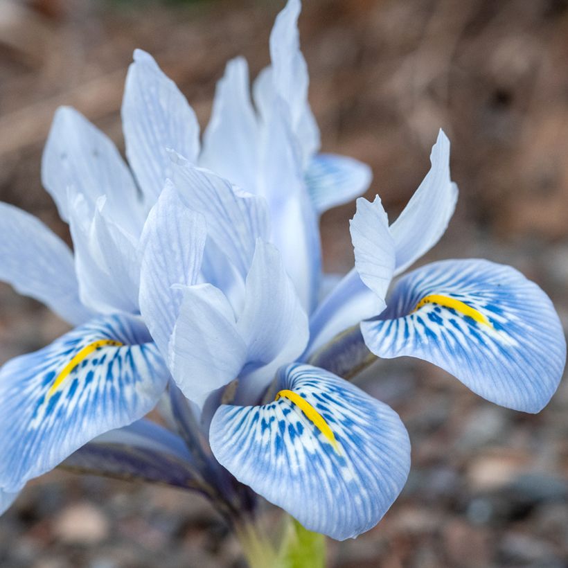 Iris  reticulata Sheila Ann Germaney - Iris réticulé (Blüte)