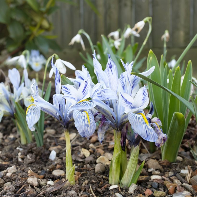 Iris  reticulata Sheila Ann Germaney - Iris réticulé (Hafen)