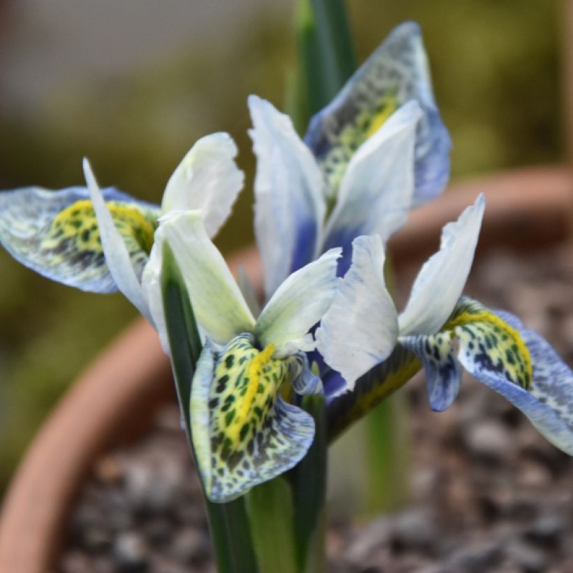 Iris reticulata Splish Splash - Netzblatt-Schwertlilie (Blüte)