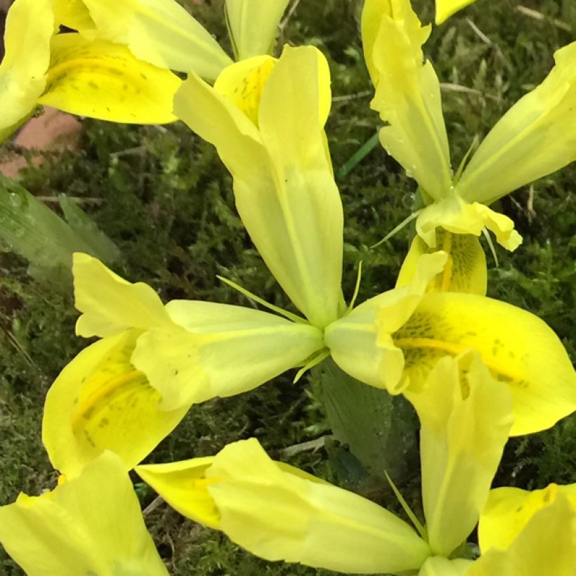 Iris reticulata Sunshine - Netzblatt-Schwertlilie (Blüte)