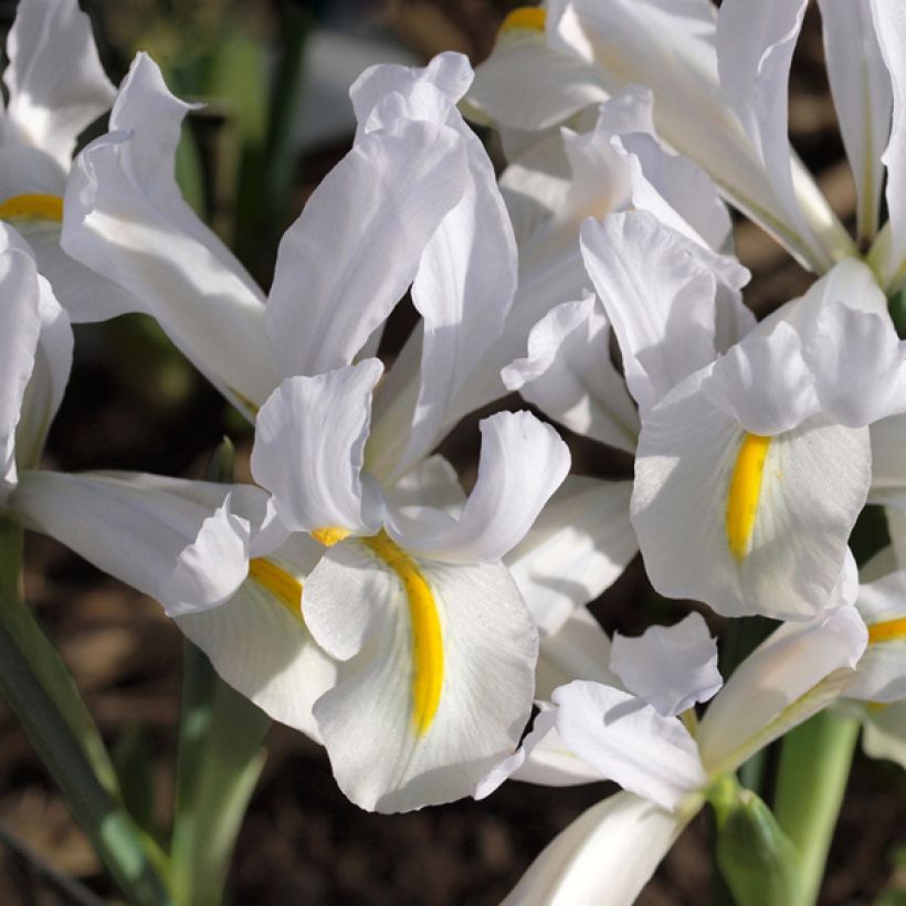 Iris reticulata White Caucasus - Netzblatt-Schwertlilie (Blüte)