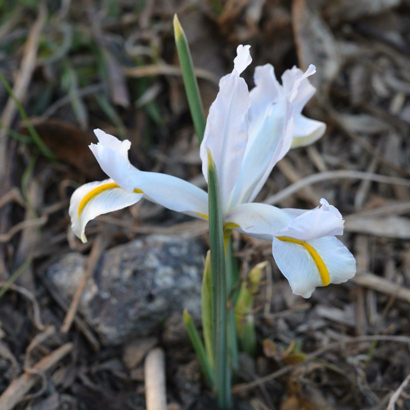 Iris reticulata White Caucasus - Netzblatt-Schwertlilie (Hafen)