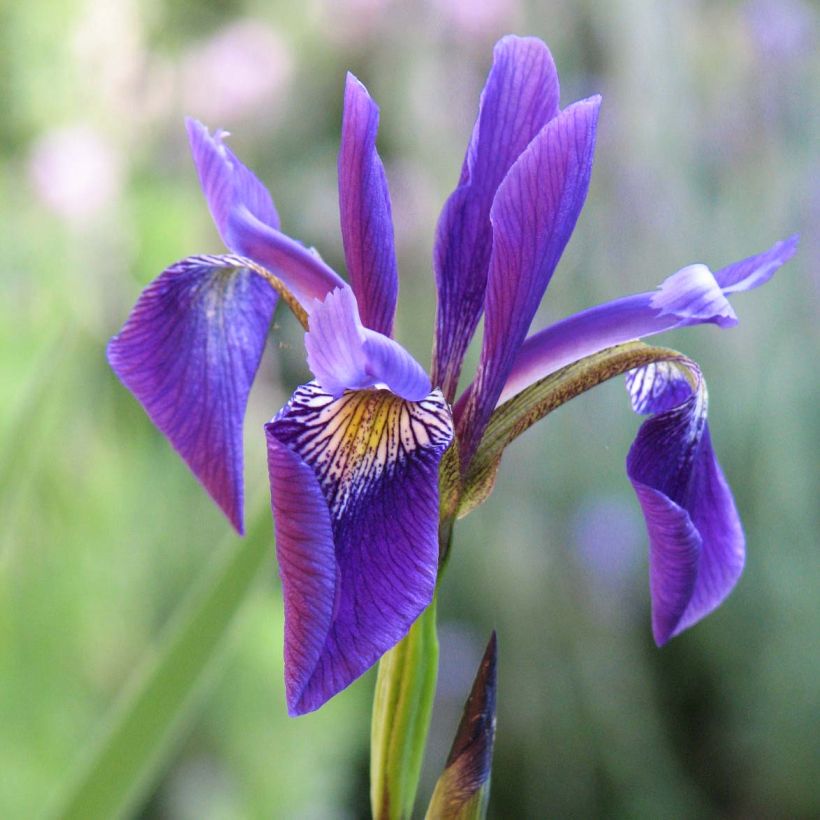 Iris robusta Dark Aura - Sumpf-Schwertlilie (Blüte)