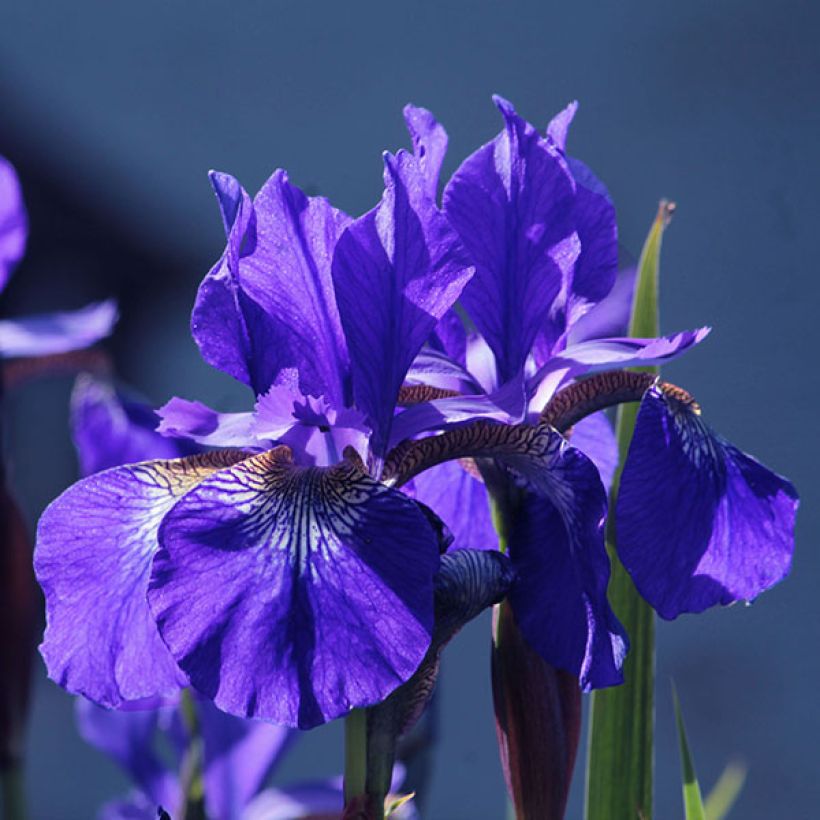 Iris sibirica Blue King - Sibirische Schwertlilie (Blüte)