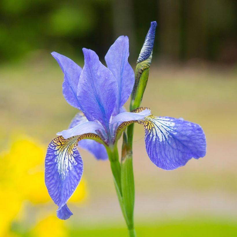 Iris sibirica Blue Moon - Sibirische Schwertlilie (Blüte)