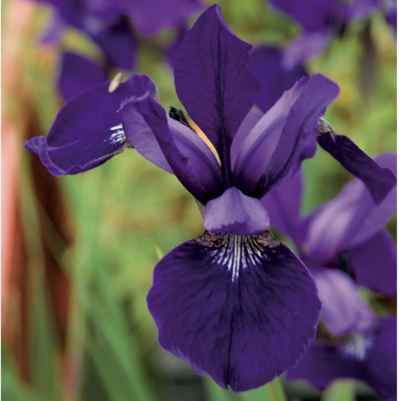 Iris sibirica Caesar's Brother - Sibirische Schwertlilie (Blüte)