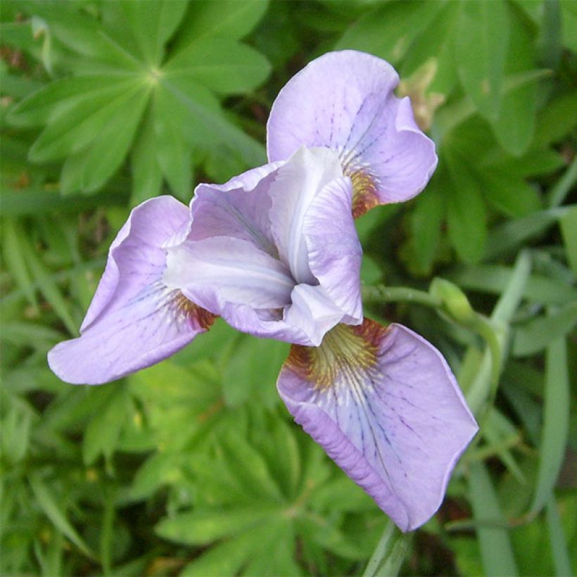 Iris sibirica Rikugi Sakura - Sibirische Schwertlilie (Blüte)