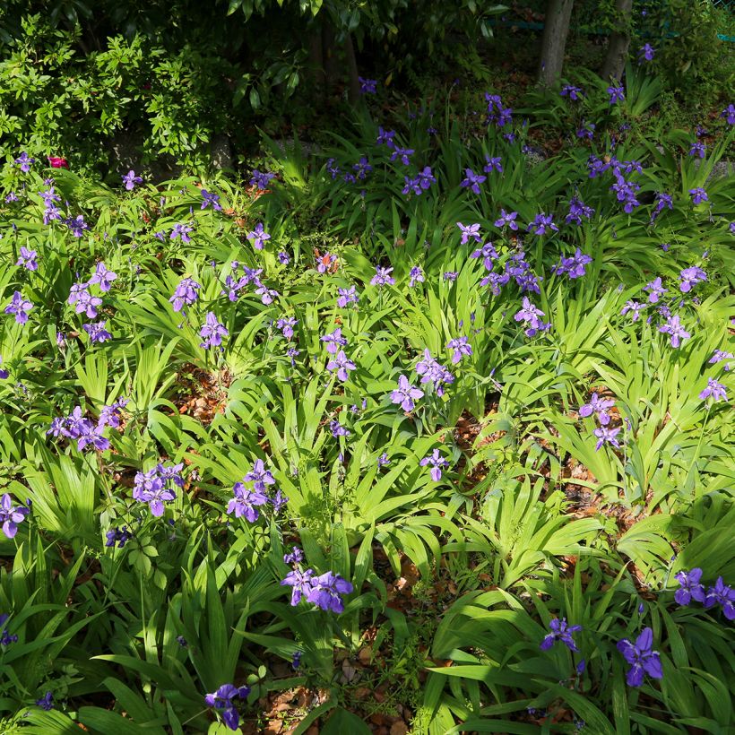 Iris tectorum - Dach-Schwertlilie (Hafen)