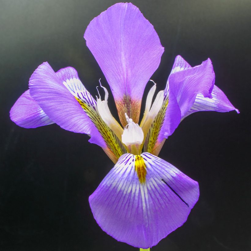 Iris unguicularis - Kretische Schwertlilie (Blüte)